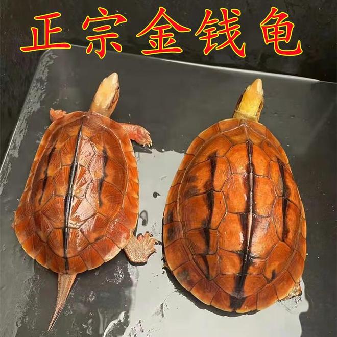 金钱龟多少钱一斤？市场价格了解一下！